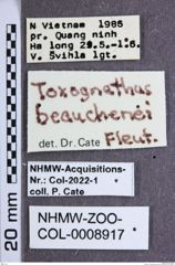 Etiketten zu Toxognathus beauchenei (NHMW-ZOO-COL-0008917)